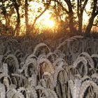 Wheat at sunset