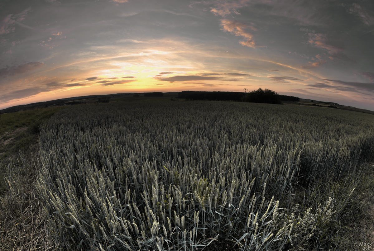 Wheat at Sunset