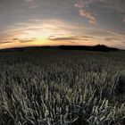 Wheat at Sunset