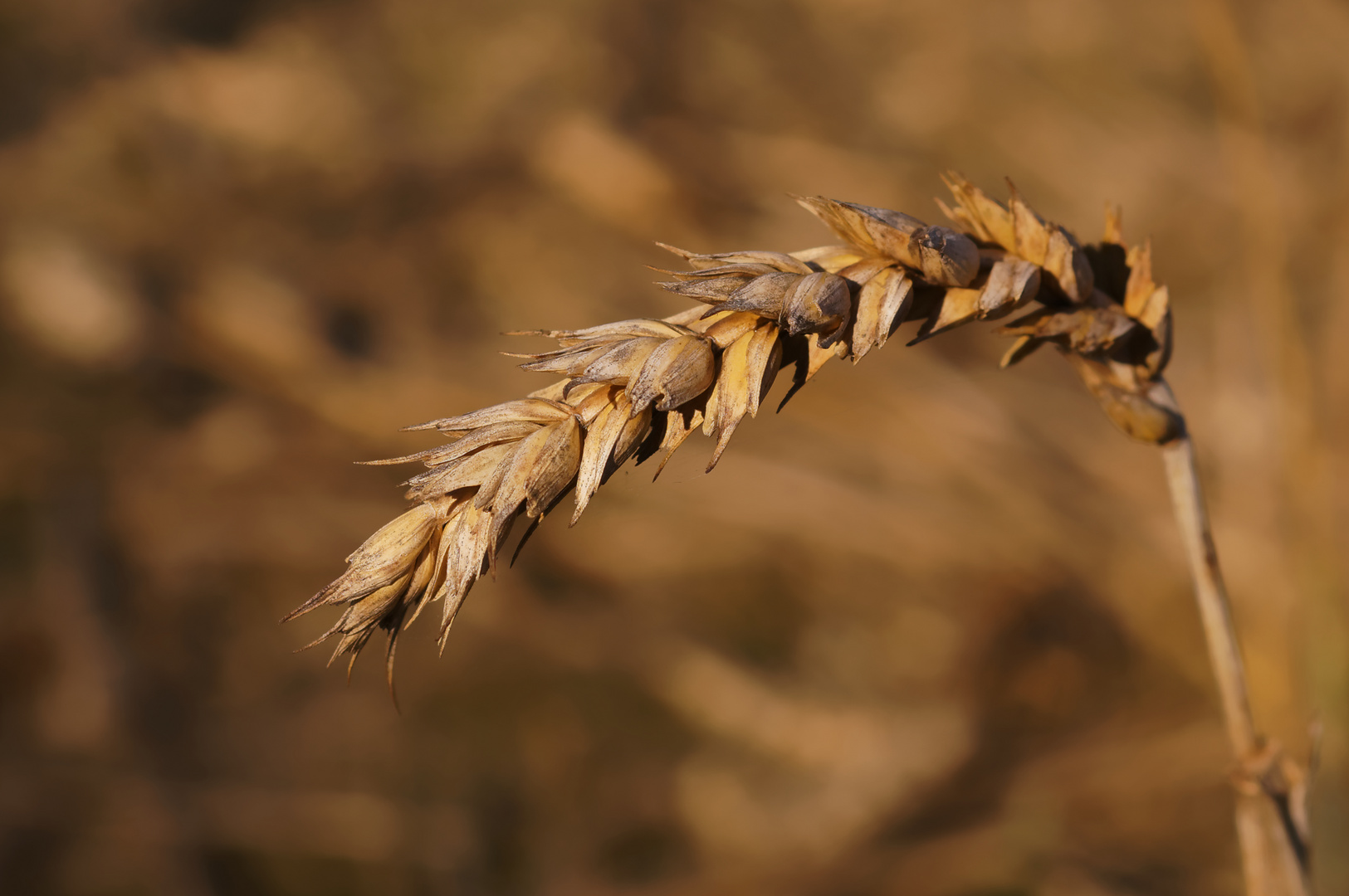 wheat