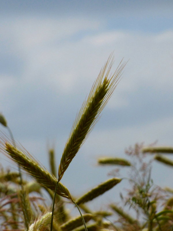 Wheat field