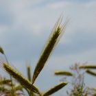 Wheat field