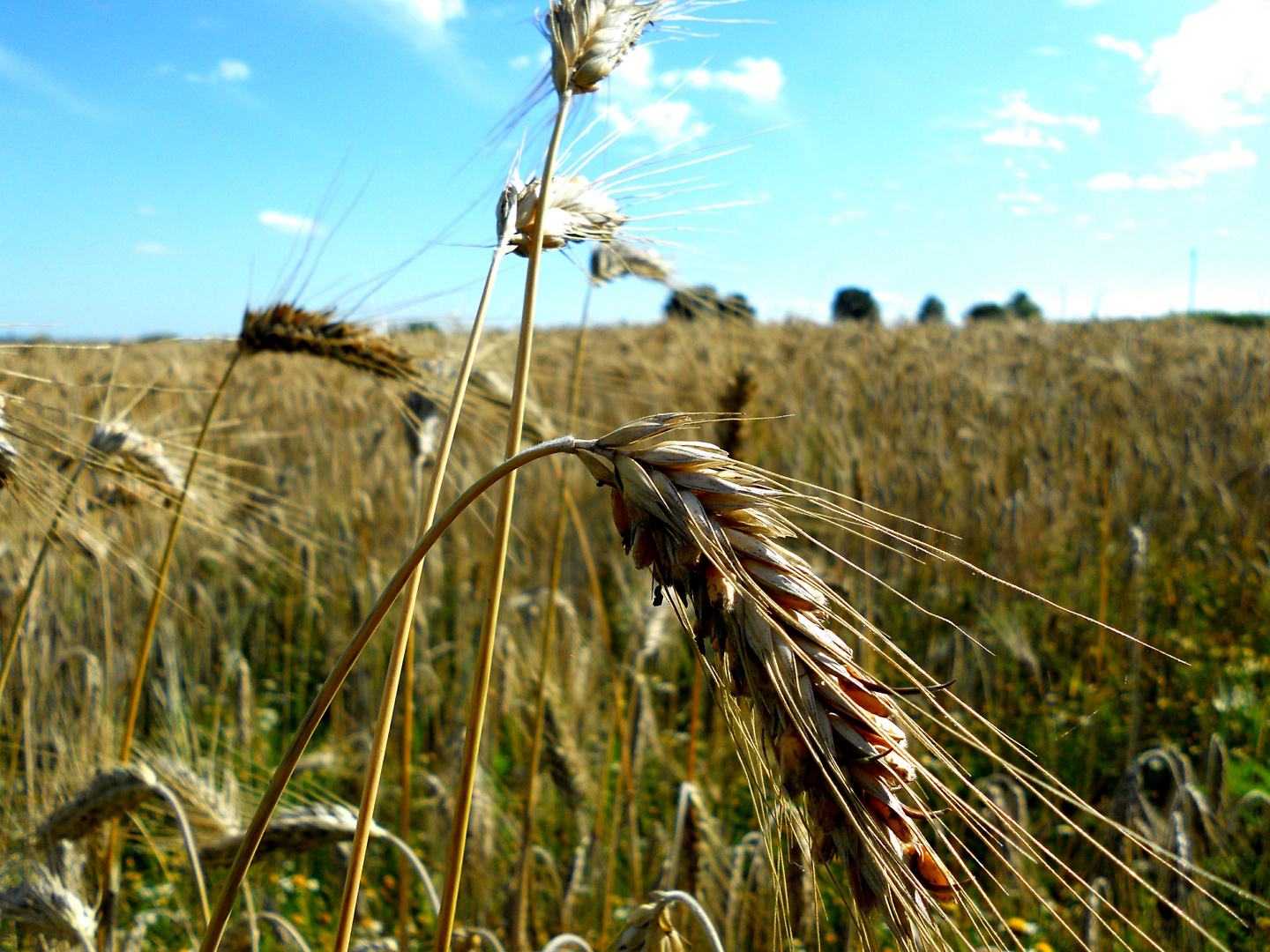 Wheat field