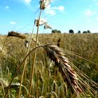 Wheat field