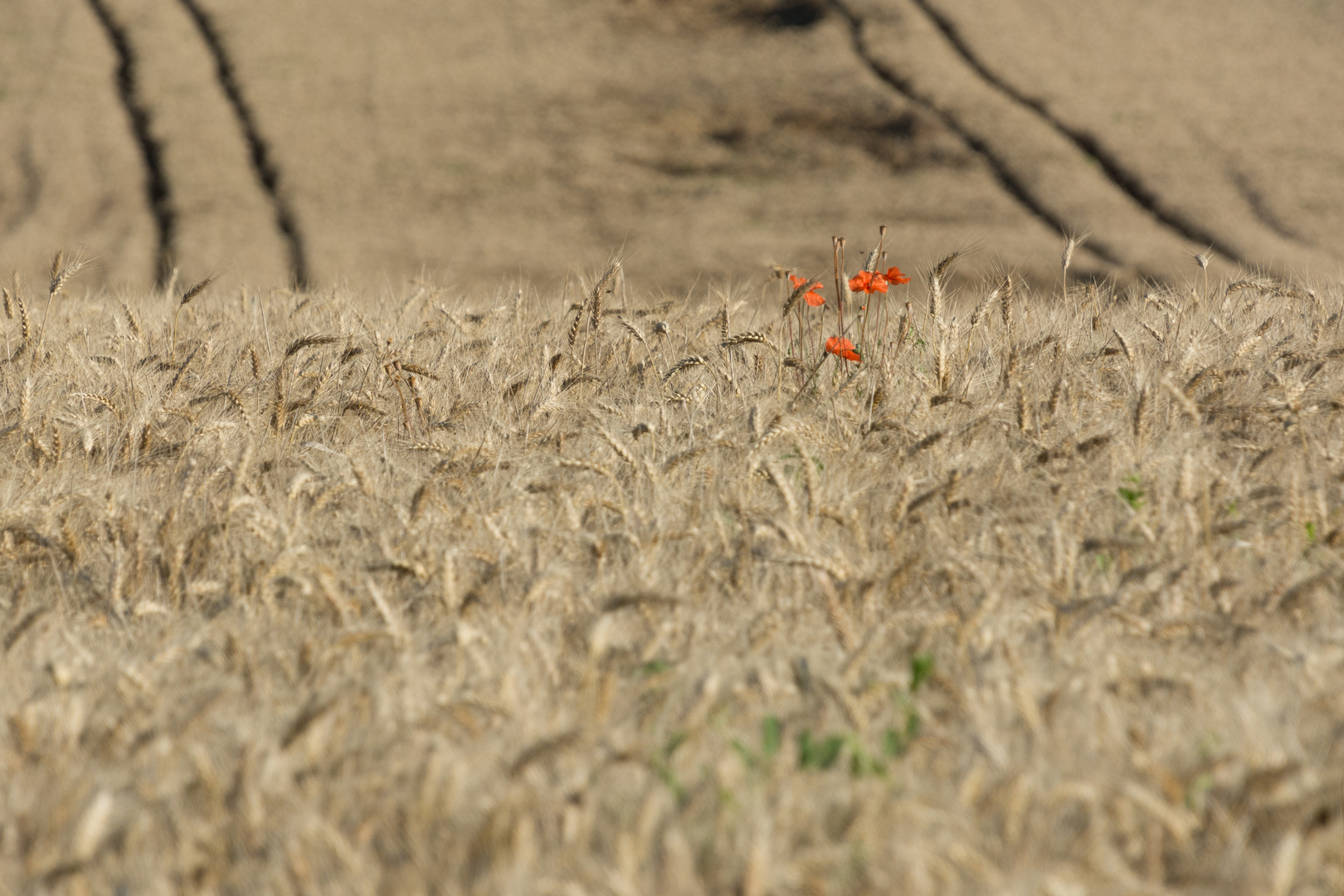 Wheat field