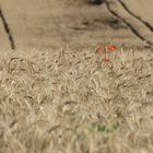 Wheat field