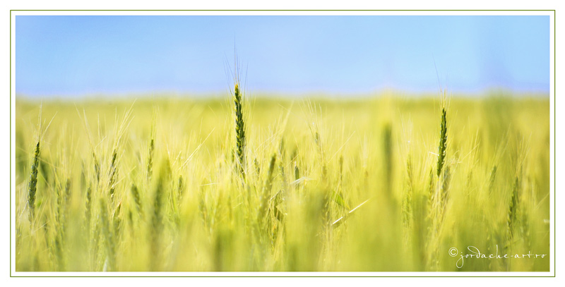 wheat field