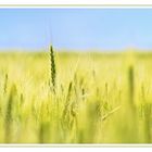 wheat field