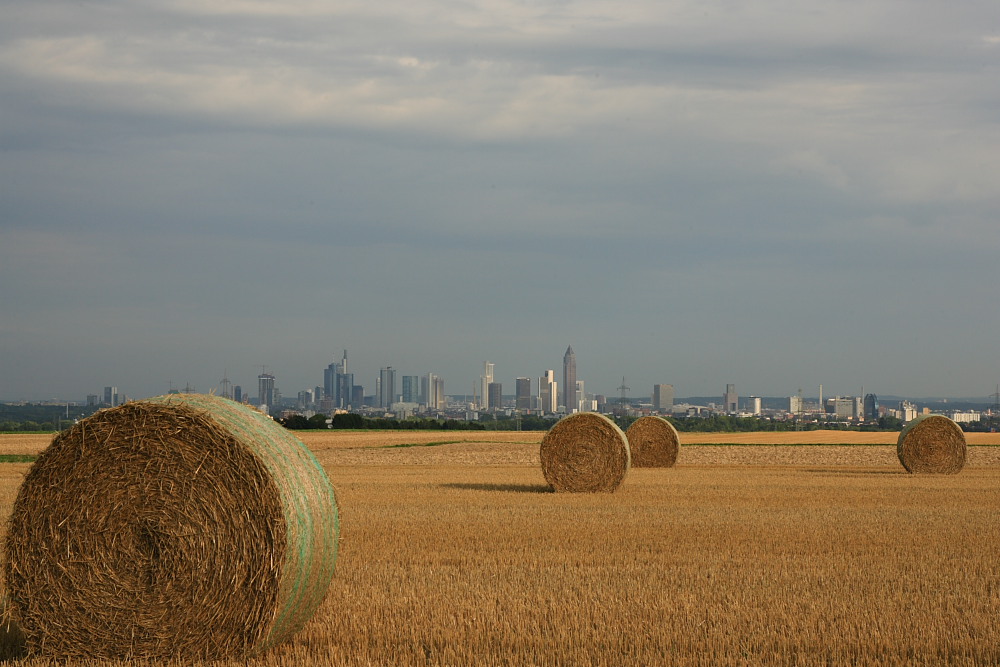 wheat field after harvest