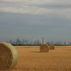 wheat field after harvest