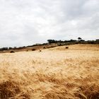 Wheat field