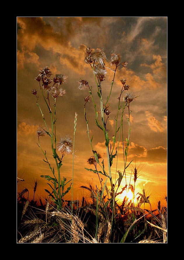 Wheat field