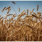 ..:: wheat field ::..