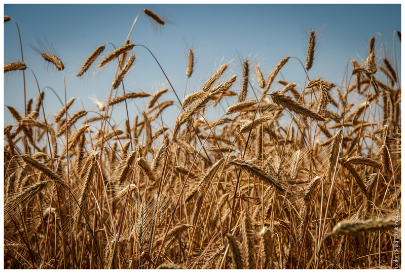 ..:: wheat field ::..