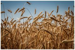 ..:: wheat field ::..