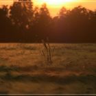 wheat field