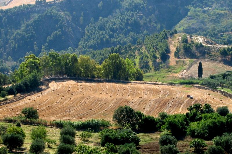 wheat harvest, Basilicata