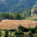 wheat harvest, Basilicata