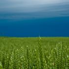 Wheat vs Thunderstorm