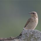 Wheatear