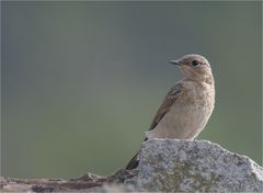 Wheatear