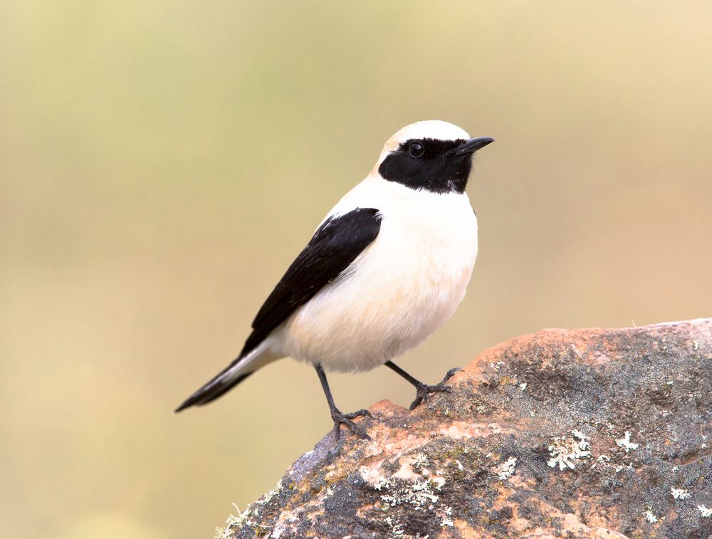 Wheatear