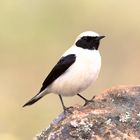 Wheatear