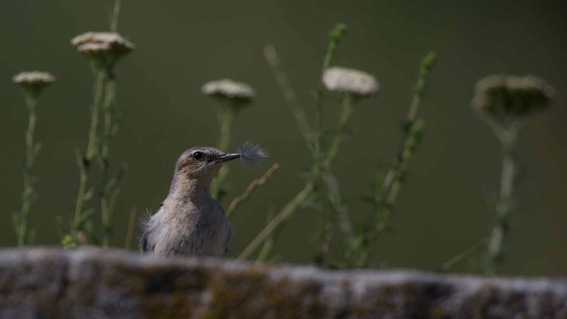 Wheatear