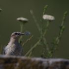 Wheatear