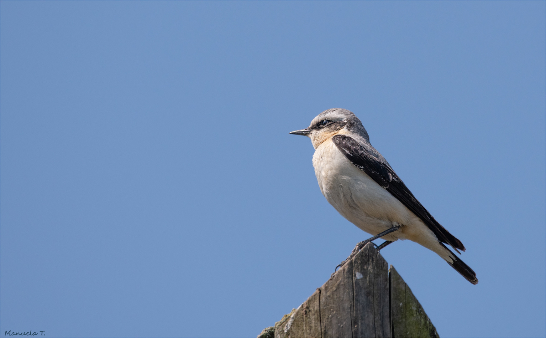 Wheatear