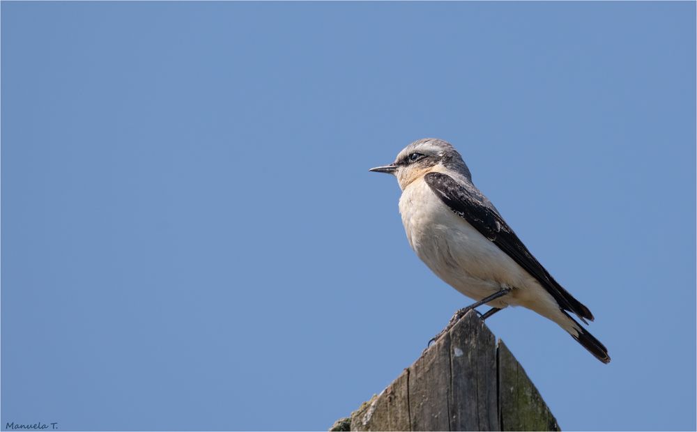 Wheatear