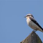 Wheatear