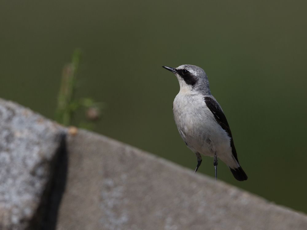 Wheatear