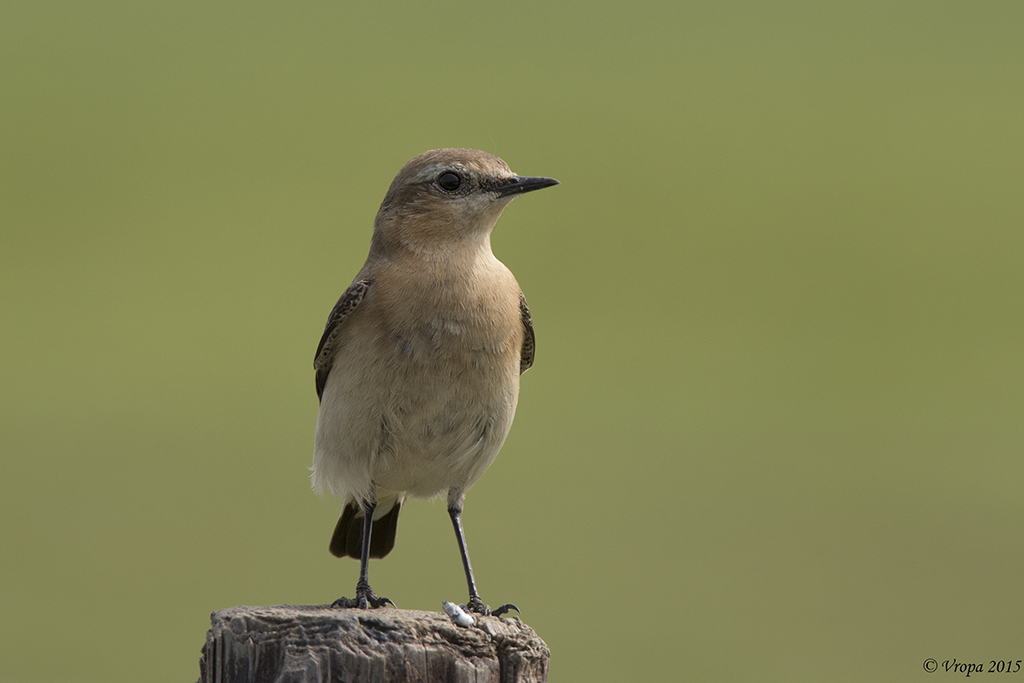 Wheatear (Oenanthe oenanthe)