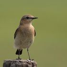 Wheatear (Oenanthe oenanthe)