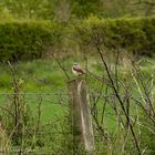 Wheatear (oenanthe oenanthe) 