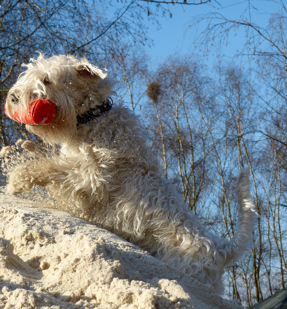 Wheaten Amy