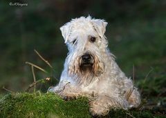 Wheaten my Love Touch me Mia