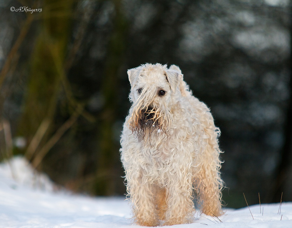 Wheaten my Love Touch me Mia