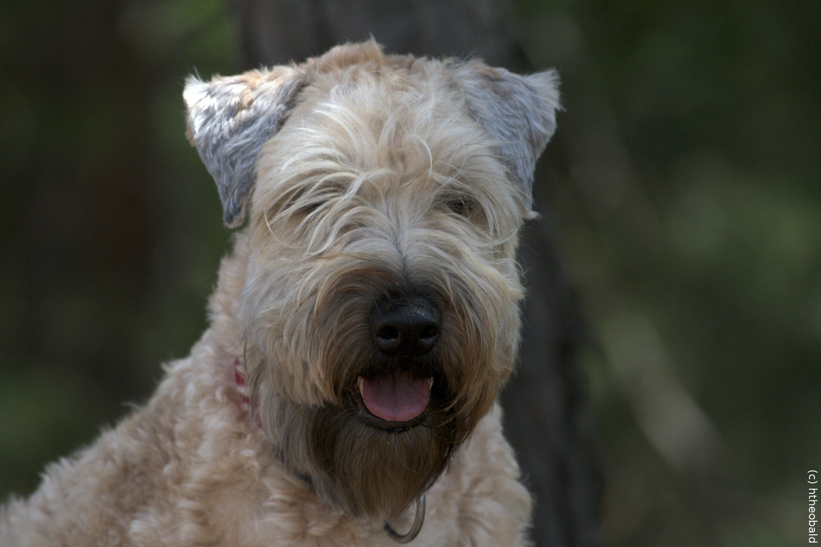 Wheaten Terrier