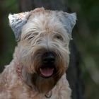 Wheaten Terrier