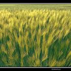 Wheatfield