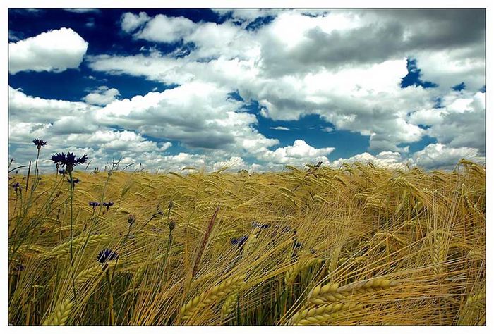 Wheatfield II