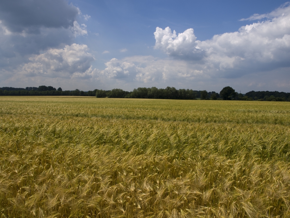 Wheatfield in Summer