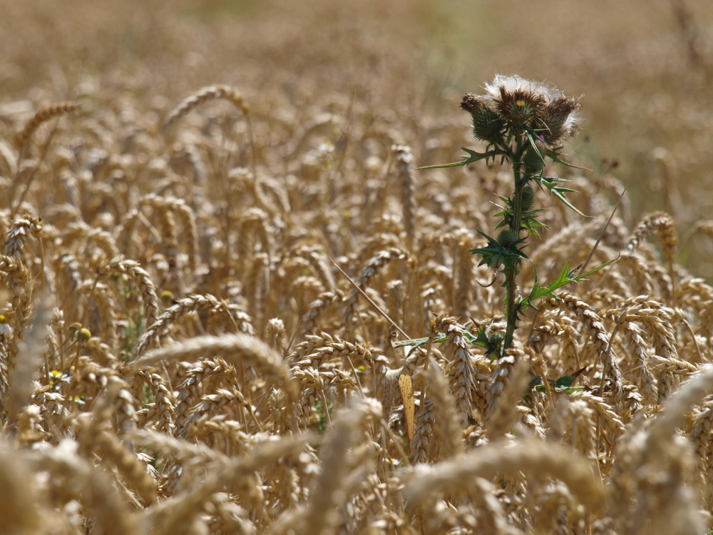 Wheatfield - Thistle