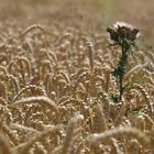 Wheatfield - Thistle