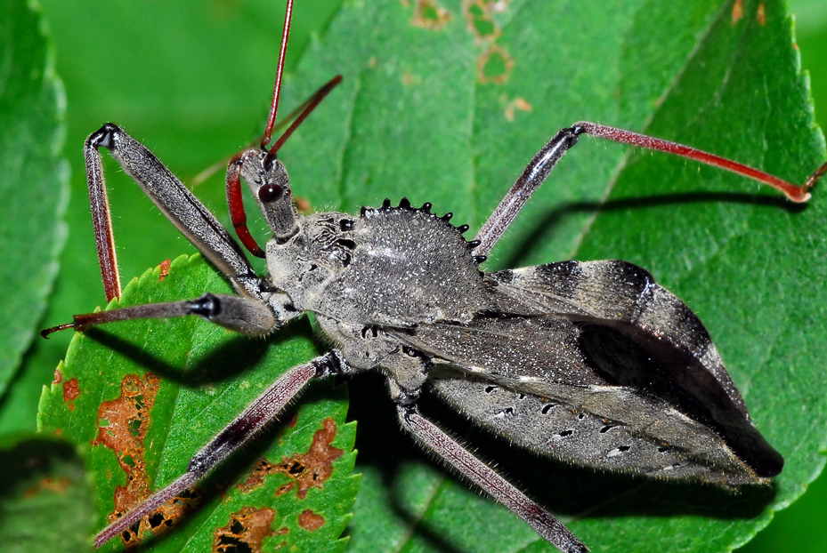 Wheelbug