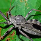 Wheelbug