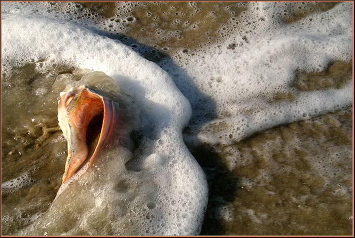 Whelk in Surf