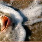 Whelk in Surf